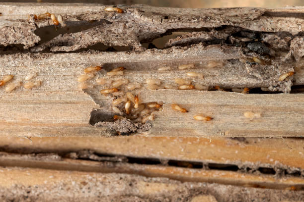 Best Insect Control  in Perry, OK